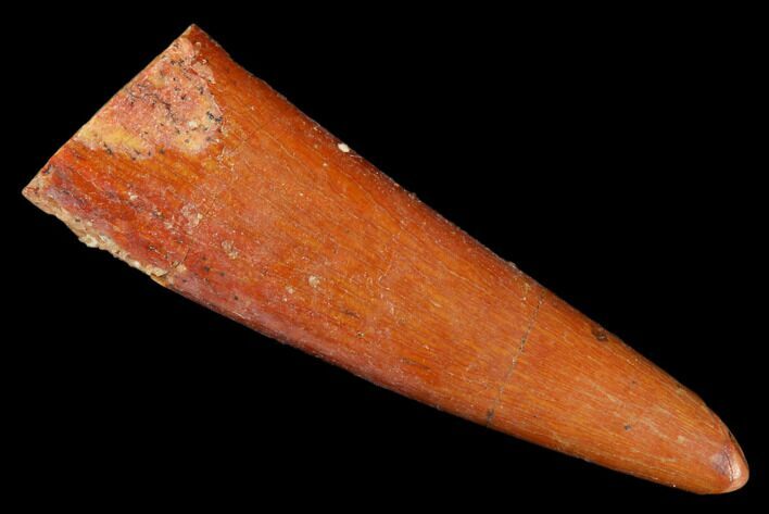 Fossil Pterosaur (Siroccopteryx) Tooth - Morocco #183694